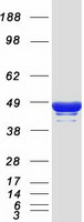 Apolipoprotein A-V Protein - Purified recombinant protein APOA5 was analyzed by SDS-PAGE gel and Coomassie Blue Staining