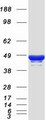 Apolipoprotein A-V Protein - Purified recombinant protein APOA5 was analyzed by SDS-PAGE gel and Coomassie Blue Staining