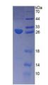 APOM / Apolipoprotein M Protein - Recombinant Apolipoprotein M By SDS-PAGE
