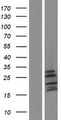 APOPT1 Protein - Western validation with an anti-DDK antibody * L: Control HEK293 lysate R: Over-expression lysate