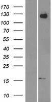 APP / Beta Amyloid Precursor Protein - Western validation with an anti-DDK antibody * L: Control HEK293 lysate R: Over-expression lysate