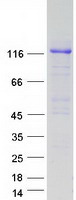 APP / Beta Amyloid Precursor Protein - Purified recombinant protein APP was analyzed by SDS-PAGE gel and Coomassie Blue Staining
