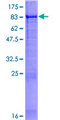 APPBP2 Protein - 12.5% SDS-PAGE of human APPBP2 stained with Coomassie Blue