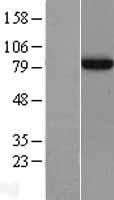 APPL1 / APPL Protein - Western validation with an anti-DDK antibody * L: Control HEK293 lysate R: Over-expression lysate