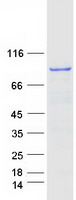 APPL1 / APPL Protein - Purified recombinant protein APPL1 was analyzed by SDS-PAGE gel and Coomassie Blue Staining