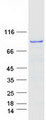 APPL1 / APPL Protein - Purified recombinant protein APPL1 was analyzed by SDS-PAGE gel and Coomassie Blue Staining