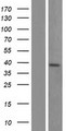 Aprataxin / APTX Protein - Western validation with an anti-DDK antibody * L: Control HEK293 lysate R: Over-expression lysate