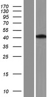 Aprataxin / APTX Protein - Western validation with an anti-DDK antibody * L: Control HEK293 lysate R: Over-expression lysate