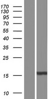 APRT Protein - Western validation with an anti-DDK antibody * L: Control HEK293 lysate R: Over-expression lysate