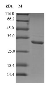 AQP1 / Aquaporin 1 Protein - (Tris-Glycine gel) Discontinuous SDS-PAGE (reduced) with 5% enrichment gel and 15% separation gel.