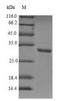AQP1 / Aquaporin 1 Protein - (Tris-Glycine gel) Discontinuous SDS-PAGE (reduced) with 5% enrichment gel and 15% separation gel.