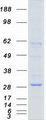 AQP1 / Aquaporin 1 Protein - Purified recombinant protein AQP1 was analyzed by SDS-PAGE gel and Coomassie Blue Staining