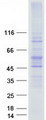AQP3 / Aquaporin 3 Protein - Purified recombinant protein AQP3 was analyzed by SDS-PAGE gel and Coomassie Blue Staining