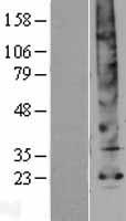 AQP5 / Aquaporin 5 Protein - Western validation with an anti-DDK antibody * L: Control HEK293 lysate R: Over-expression lysate