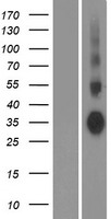 AQP7 / Aquaporin 7 Protein - Western validation with an anti-DDK antibody * L: Control HEK293 lysate R: Over-expression lysate