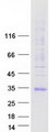 AQP7 / Aquaporin 7 Protein - Purified recombinant protein AQP7 was analyzed by SDS-PAGE gel and Coomassie Blue Staining
