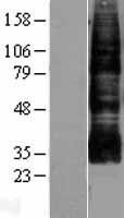 AQP9 / Aquaporin 9 Protein - Western validation with an anti-DDK antibody * L: Control HEK293 lysate R: Over-expression lysate