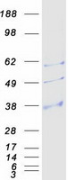 AQP9 / Aquaporin 9 Protein - Purified recombinant protein AQP9 was analyzed by SDS-PAGE gel and Coomassie Blue Staining