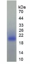 ARA55 / HIC-5 Protein - Recombinant Transforming Growth Factor Beta 1 Induced Transcript 1 By SDS-PAGE