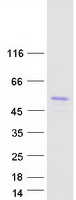 ARA55 / HIC-5 Protein - Purified recombinant protein TGFB1I1 was analyzed by SDS-PAGE gel and Coomassie Blue Staining