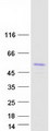 ARA55 / HIC-5 Protein - Purified recombinant protein TGFB1I1 was analyzed by SDS-PAGE gel and Coomassie Blue Staining