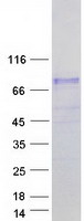 ARA70 / NCOA4 Protein - Purified recombinant protein NCOA4 was analyzed by SDS-PAGE gel and Coomassie Blue Staining