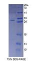 ARA9 / AIP Protein - Recombinant  Aryl Hydrocarbon Receptor Interacting Protein By SDS-PAGE