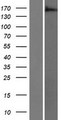ARAP3 Protein - Western validation with an anti-DDK antibody * L: Control HEK293 lysate R: Over-expression lysate