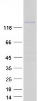 ARAP3 Protein - Purified recombinant protein ARAP3 was analyzed by SDS-PAGE gel and Coomassie Blue Staining