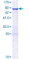 ARC / Arg3.1 Protein - 12.5% SDS-PAGE of human ARC stained with Coomassie Blue