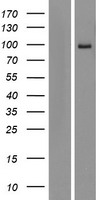 AREL1 / KIAA0317 Protein - Western validation with an anti-DDK antibody * L: Control HEK293 lysate R: Over-expression lysate