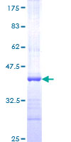 AREL1 / KIAA0317 Protein