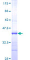 AREL1 / KIAA0317 Protein