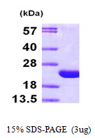 ARF6 Protein