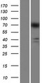 ArfGAP with GTPase domain, ankyrin repeat and PH domain 8 (AGAP8) Protein - Western validation with an anti-DDK antibody * L: Control HEK293 lysate R: Over-expression lysate