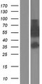 ARFGAP2 / ZNF289 Protein - Western validation with an anti-DDK antibody * L: Control HEK293 lysate R: Over-expression lysate