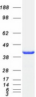 ARFIP2 / Arfaptin 2 Protein - Purified recombinant protein ARFIP2 was analyzed by SDS-PAGE gel and Coomassie Blue Staining