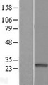 ARFRP1 Protein - Western validation with an anti-DDK antibody * L: Control HEK293 lysate R: Over-expression lysate