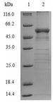 ARG1 / Arginase 1 Protein - (Tris-Glycine gel) Discontinuous SDS-PAGE (reduced) with 5% enrichment gel and 15% separation gel.