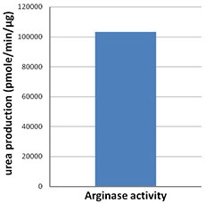 ARG1 / Arginase 1 Protein - Human arginase I catalyzes the hydrolysis of L-arginine to form urea.