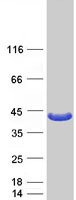 ARG1 / Arginase 1 Protein - Purified recombinant protein ARG1 was analyzed by SDS-PAGE gel and Coomassie Blue Staining