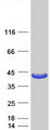 ARG1 / Arginase 1 Protein - Purified recombinant protein ARG1 was analyzed by SDS-PAGE gel and Coomassie Blue Staining