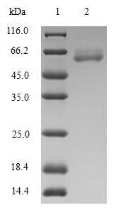 ARG2 / Arginase 2 Protein - (Tris-Glycine gel) Discontinuous SDS-PAGE (reduced) with 5% enrichment gel and 15% separation gel.