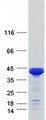 ARG2 / Arginase 2 Protein - Purified recombinant protein ARG2 was analyzed by SDS-PAGE gel and Coomassie Blue Staining