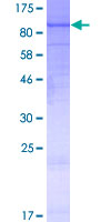 ARG99 / OLF Protein - 12.5% SDS-PAGE of human TMTC1 stained with Coomassie Blue