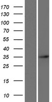 ARGFX Protein - Western validation with an anti-DDK antibody * L: Control HEK293 lysate R: Over-expression lysate