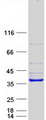 ARH / LDLRAP1 Protein - Purified recombinant protein LDLRAP1 was analyzed by SDS-PAGE gel and Coomassie Blue Staining