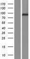 ARHGAP10 Protein - Western validation with an anti-DDK antibody * L: Control HEK293 lysate R: Over-expression lysate