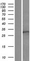 ARHGAP11B Protein - Western validation with an anti-DDK antibody * L: Control HEK293 lysate R: Over-expression lysate