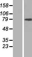 ARHGAP12 Protein - Western validation with an anti-DDK antibody * L: Control HEK293 lysate R: Over-expression lysate